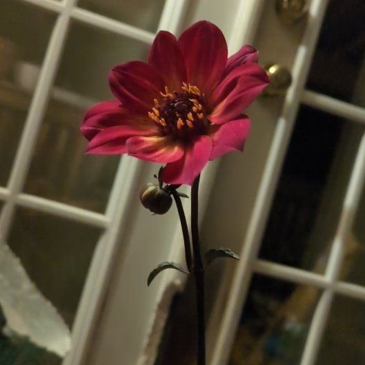 Photo of the plant species Dahlia 'Mystic Sparkler' by @UnspoiledWeed named Muhammad Ali on Greg, the plant care app