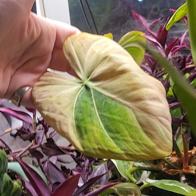 Photo of the plant species Philodendon Gloriosum by @BossHawkswing named Gloria! on Greg, the plant care app