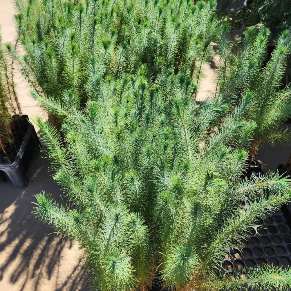 Photo of the plant species Afghan Pine by @Goosefootplant named Kobe on Greg, the plant care app