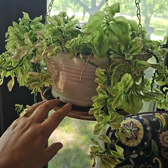 Photo of the plant species Assorted Pedilanthus by @SweetComet20 named Miley on Greg, the plant care app