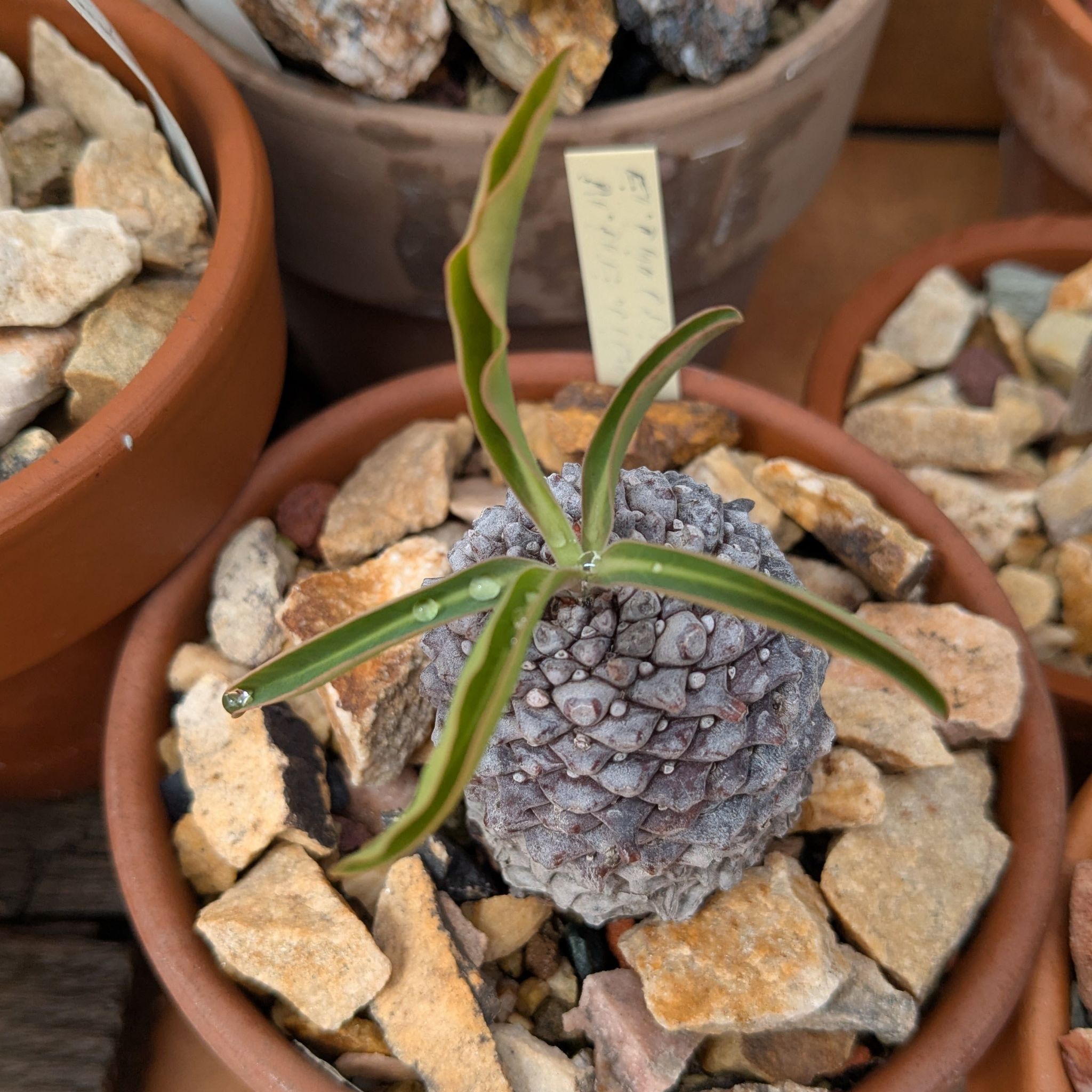 Photo of the plant species Pine Cone Plant by @PeppySeastock39 named Homer on Greg, the plant care app