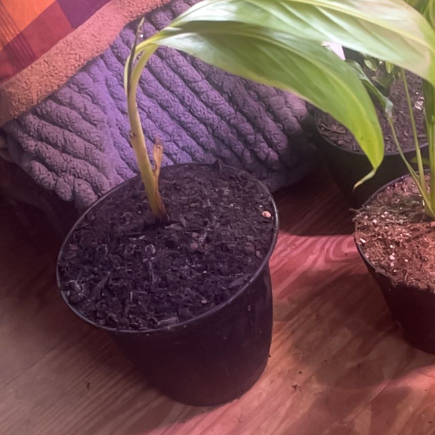 Photo of the plant species Red Banana by @jacrohnsy named Morgan Treeman on Greg, the plant care app