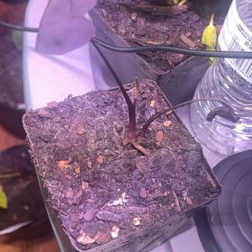 Photo of the plant species Colocasia 'Black Sapphire Gecko' by @jacrohnsy named Lola on Greg, the plant care app