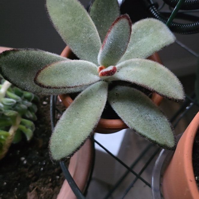 Photo of the plant species Black Tie Panda Plant by @KeenRedrose40 named Zeus on Greg, the plant care app