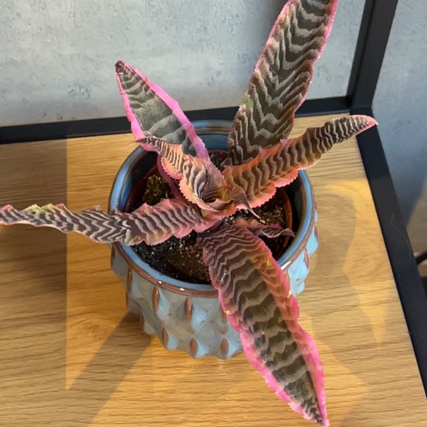 Photo of the plant species Cryptanthus by @StellarWildrice named Spike Leaves on Greg, the plant care app