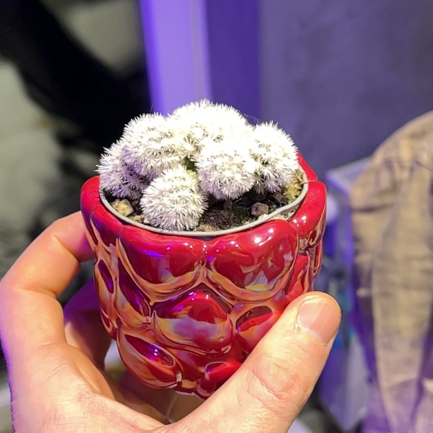 Photo of the plant species Arizona Snowcap Cactus by @StellarWildrice named Prince on Greg, the plant care app