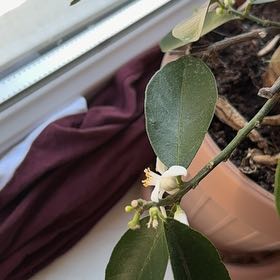 Photo of the plant species Limequat by @SpiffyLatetulip named Ronaldo on Greg, the plant care app