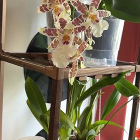 Photo of the plant species Beallara Orchid by @SpiffyLatetulip named Gates on Greg, the plant care app