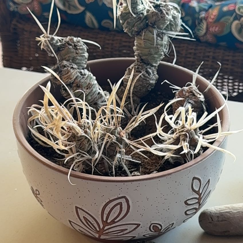 Photo of the plant species Chinese Fingernails by @SuppleSwamprose named Winston on Greg, the plant care app
