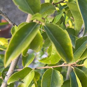 Photo of the plant species Manila Tamarind by @SuppleSwamprose named Kesha on Greg, the plant care app