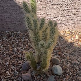 Photo of the plant species Teddy-Bear Cactus by @SuppleSwamprose named Walt on Greg, the plant care app