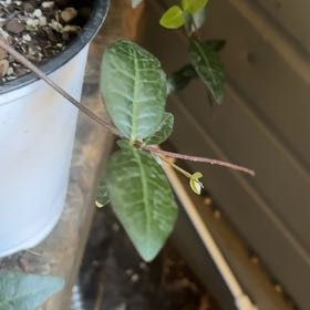 Photo of the plant species Asian Jasmine by @WizardPalmier39 named James Dean on Greg, the plant care app