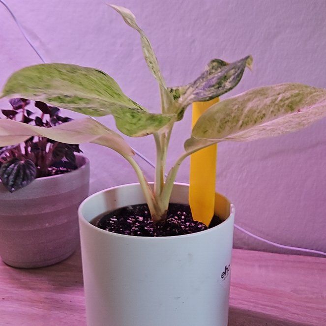 Photo of the plant species Aglaonema fumeum by @BossCorkelm67 named Fernie Saunders on Greg, the plant care app