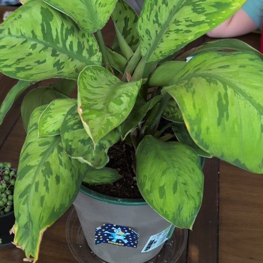 Photo of the plant species Homalomena 'Emerald Gem' by @NoblyOvalsedge named Queen on Greg, the plant care app