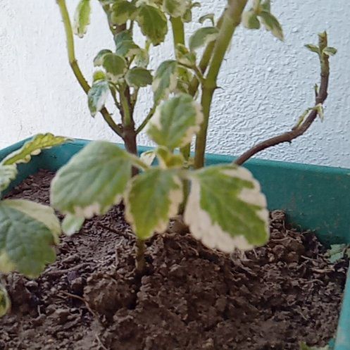 Photo of the plant species Spurflower by @Wildflower12 named Scarlett on Greg, the plant care app