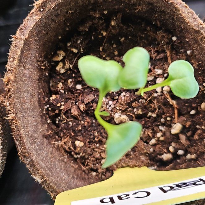 Photo of the plant species Cabbage by @LimberFicusruby named Tropic on Greg, the plant care app
