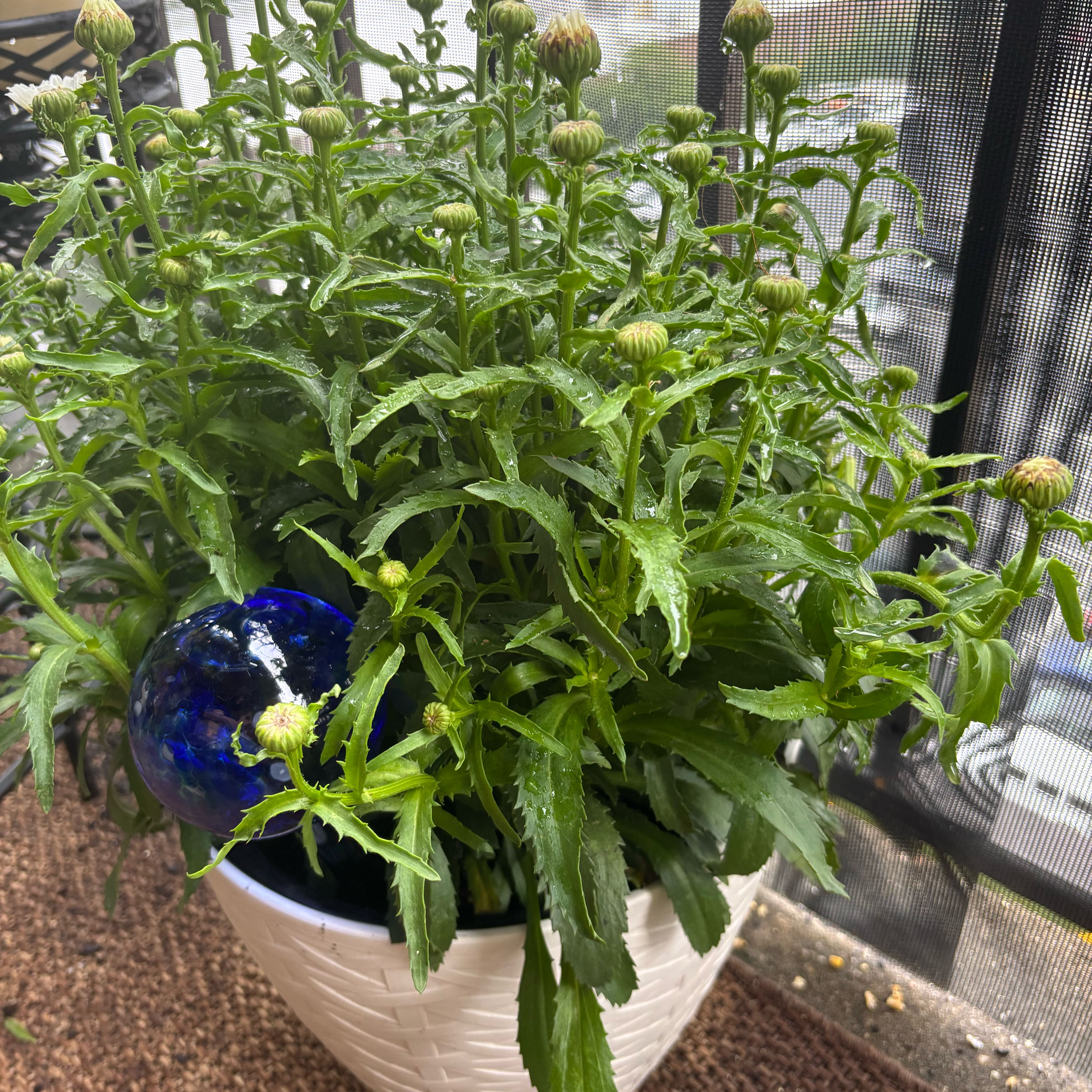 Photo of the plant species Shasta Daisy by @fleamont named da Vinci on Greg, the plant care app
