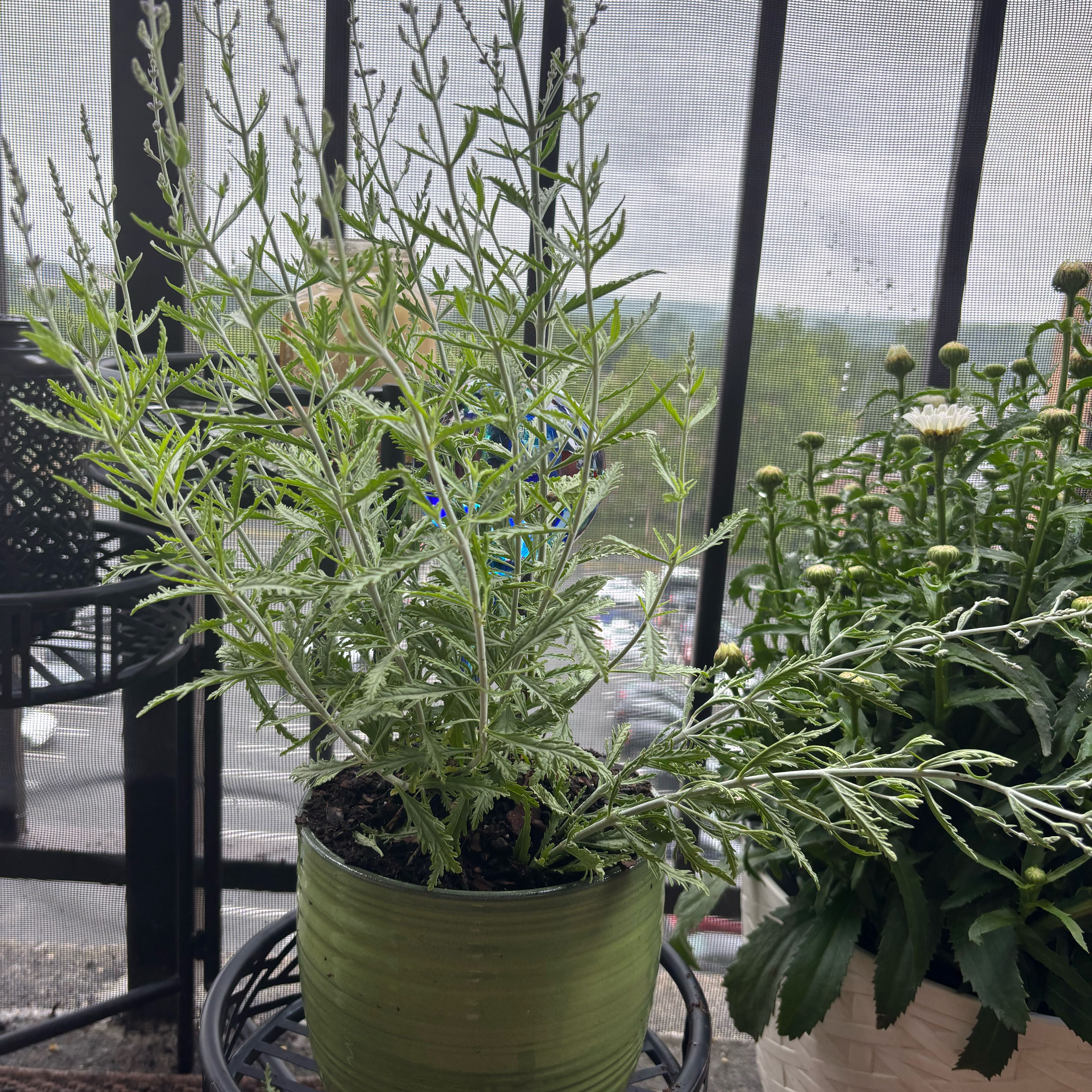 Photo of the plant species Russian Sage by @fleamont named Mochi on Greg, the plant care app