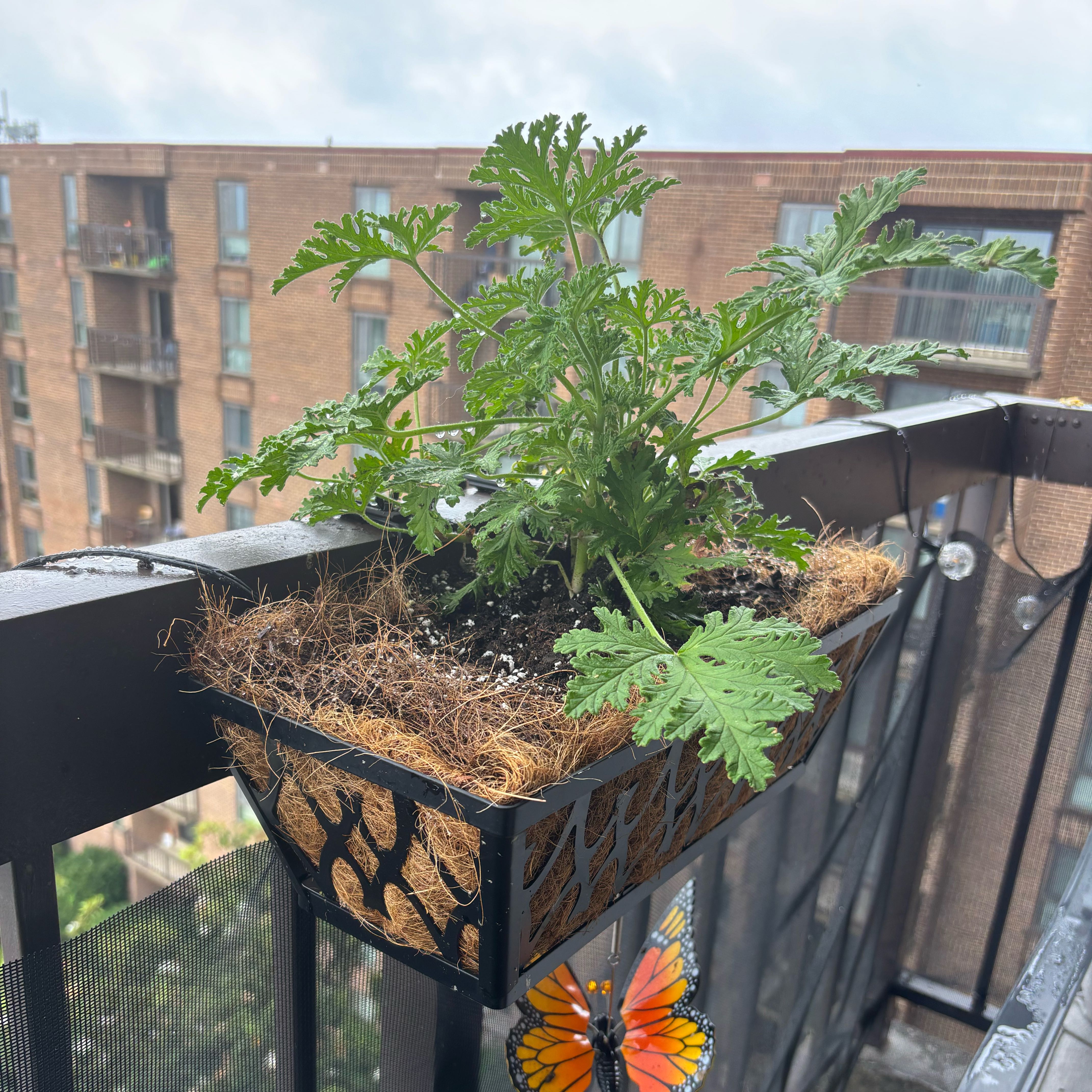 Photo of the plant species Citronella (anti-mosquito plant) by @fleamont named Xena on Greg, the plant care app