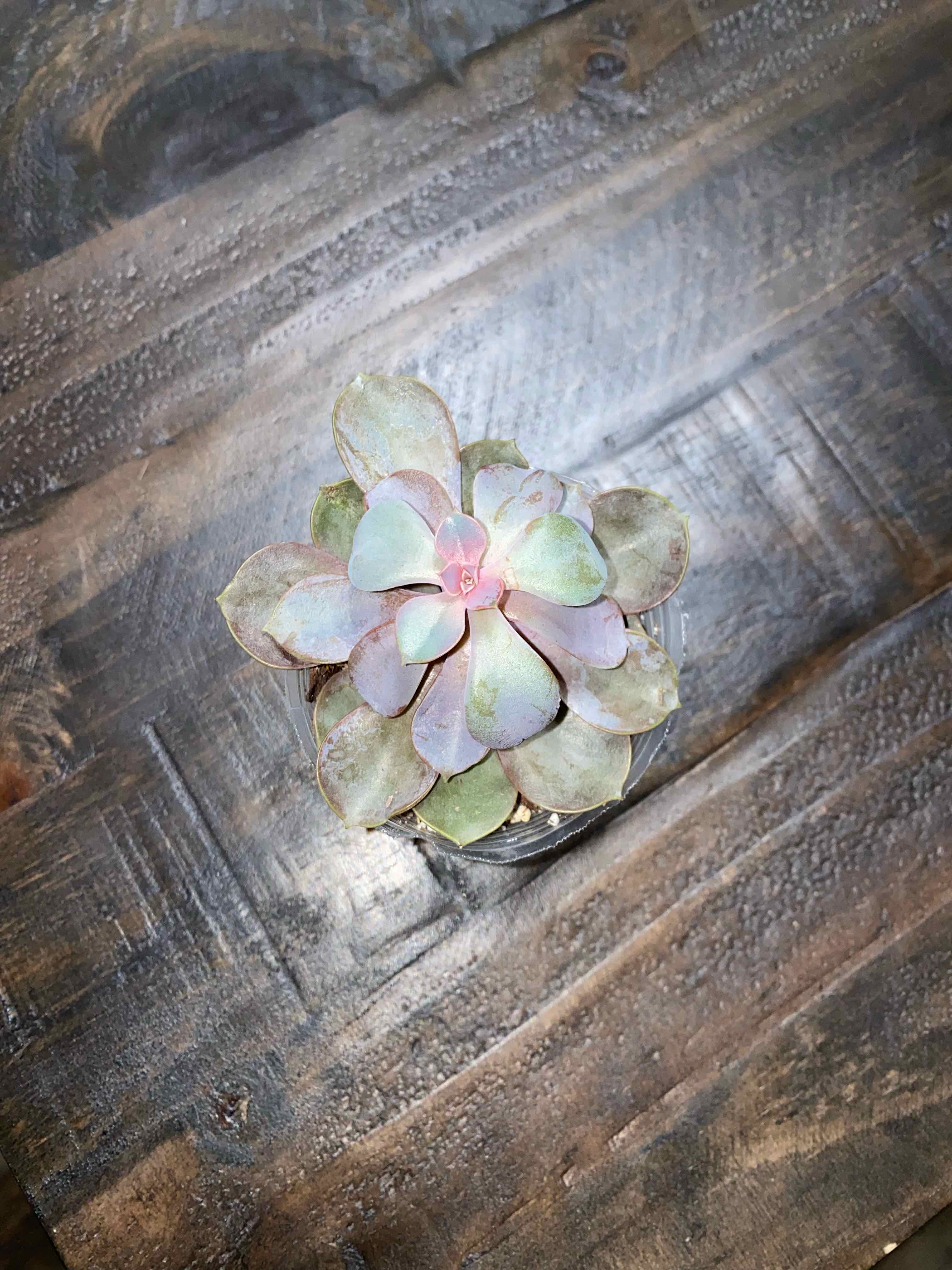 San Gabriel River Dudleya succulent on a wooden surface, showing healthy green and pink leaves.