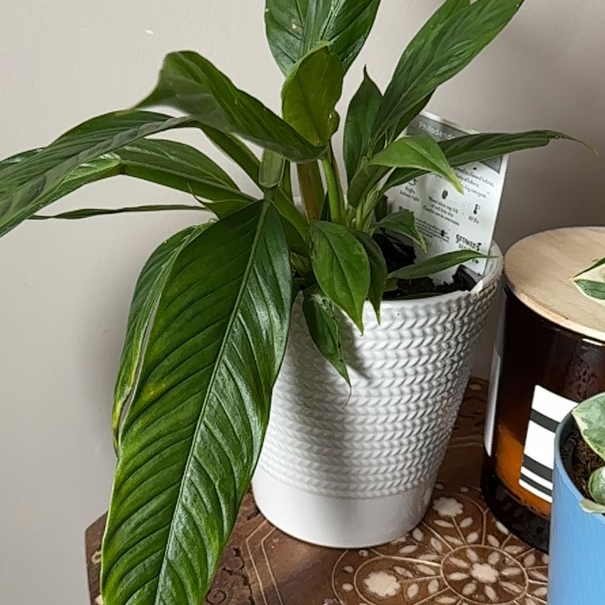 Photo of the plant species Philodendron campii by @PurelySweetleaf named Captain Plant-it on Greg, the plant care app