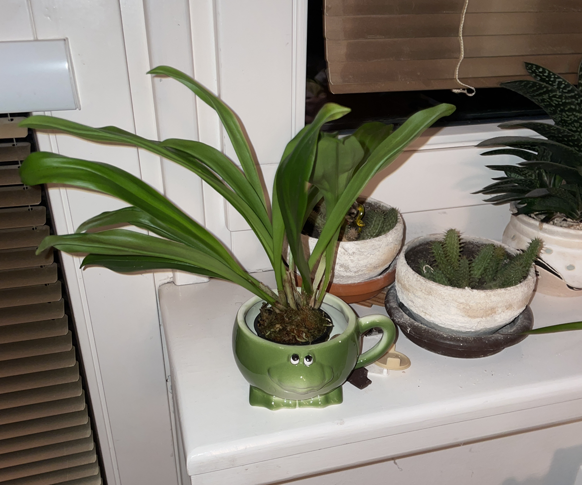 Photo of the plant species Dracula rezekiana by @JazzedTanekaha named da Vinci on Greg, the plant care app