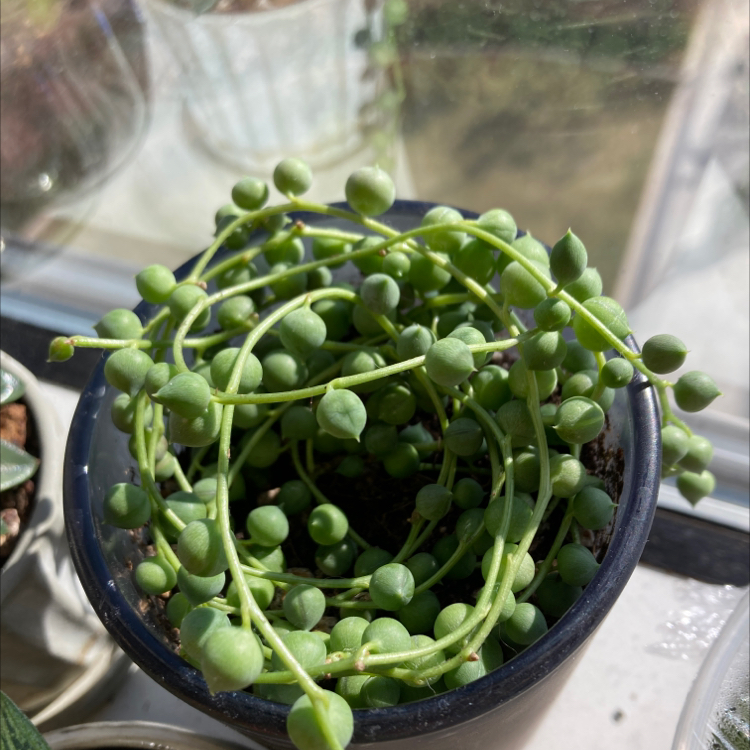 String of Pearls plant in a small pot with vibrant green leaves.