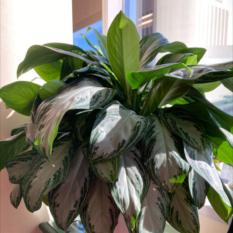 Healthy, mature Chinese Evergreen houseplant with glossy, dark green and silver variegated leaves.
