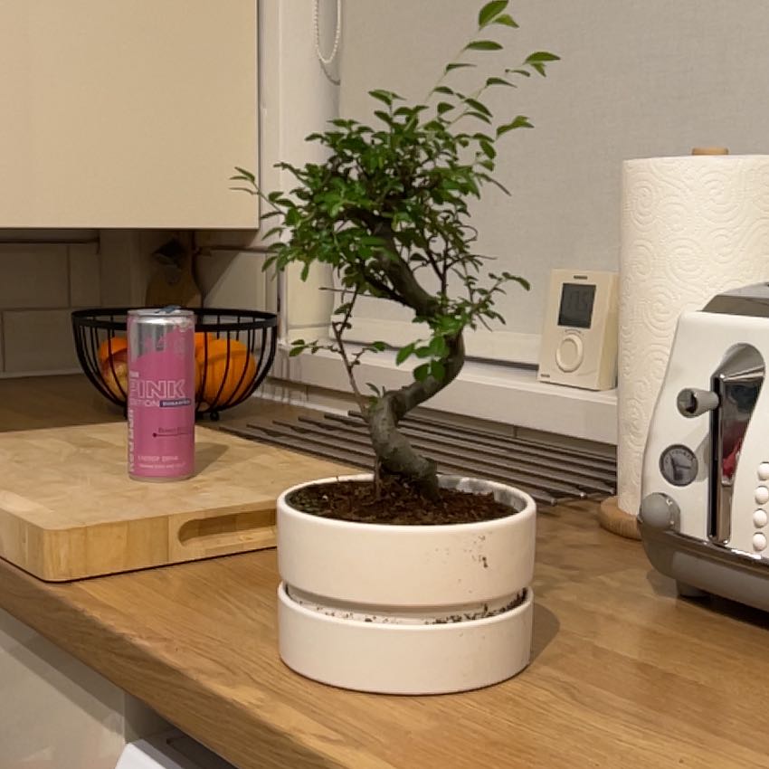Photo of the plant species Zelkova by @LegitPersianivy named Madonna on Greg, the plant care app