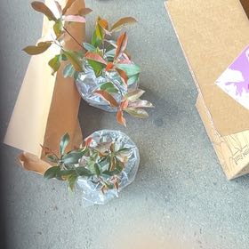 Photo of the plant species Red Robin Photinia by @SunnyBigfoot19 named Khaleesi on Greg, the plant care app