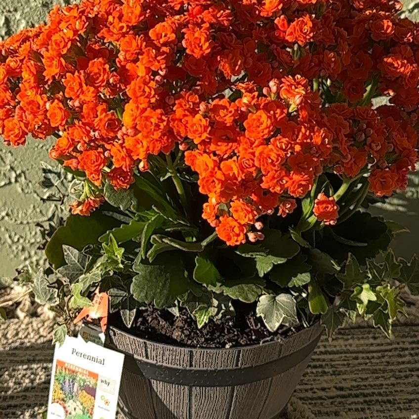 Photo of the plant species Perennial Stock by @newbloomer named Cleopatra on Greg, the plant care app