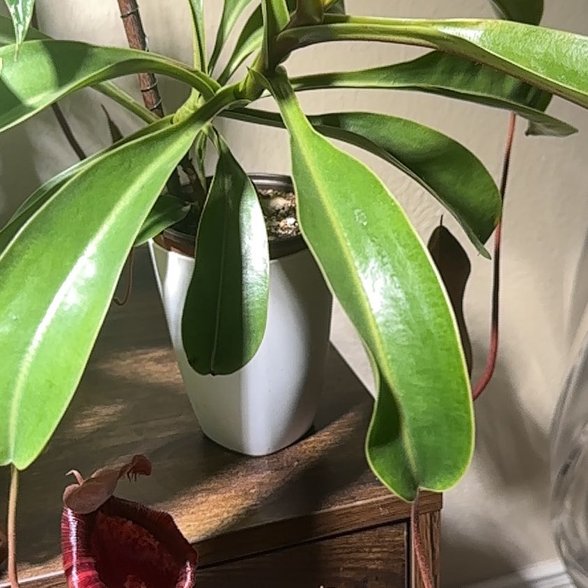 Photo of the plant species Nepenthes lowii x ventricosa 'Red' by @LivelyPinoak25 named Maya on Greg, the plant care app