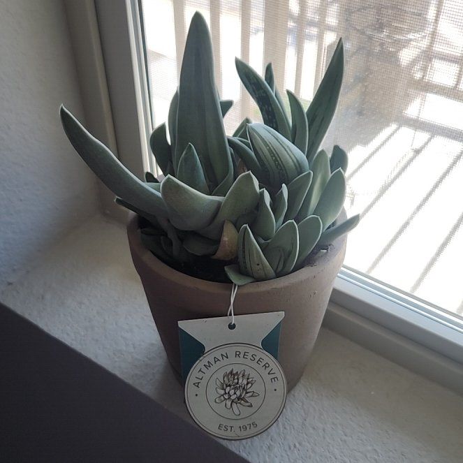 Photo of the plant species Green Ice Gasteraloe by @NeatSmallonion named Chunky on Greg, the plant care app