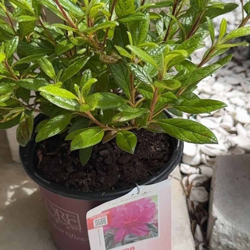 Photo of the plant species Amethyst Aster by @WingedMango1 named Amethyst on Greg, the plant care app