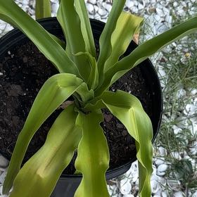 Photo of the plant species Poisonbulb by @WingedMango1 named Maleficent on Greg, the plant care app