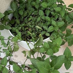 Photo of the plant species Chinese Violet by @WingedMango1 named Kylie on Greg, the plant care app