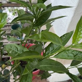 Photo of the plant species Cestrum Nocturnum by @WingedMango1 named Miley on Greg, the plant care app