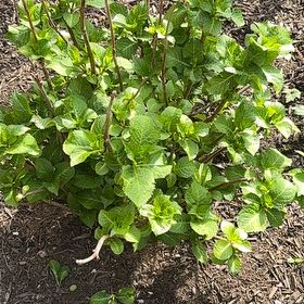 Photo of the plant species Fuchsia-Flowered Firespike by @AwesomelyGreen named Sir Plancelot on Greg, the plant care app