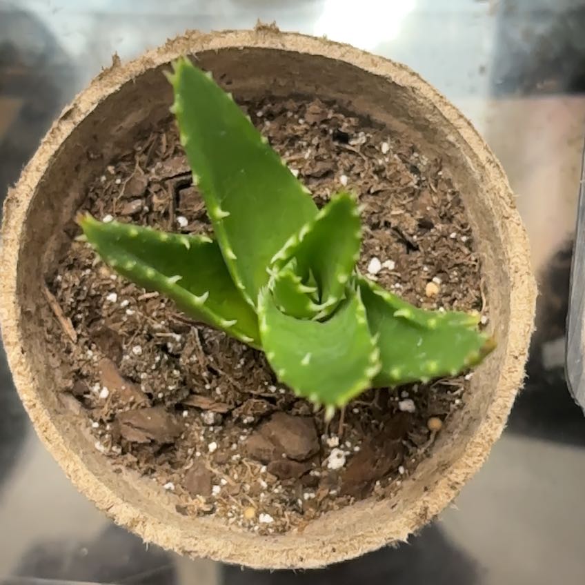 Photo of the plant species Aloe mitriformis by @AwesomelyGreen named Rosa on Greg, the plant care app