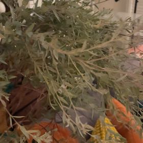 Photo of the plant species Eucalyptus 'Moon Lagoon' by @AgreeableAnise named Aria on Greg, the plant care app