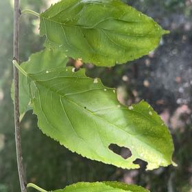 Photo of the plant species Virginia Sweetspire by @PrimoWatermelon named Spike Leaves on Greg, the plant care app
