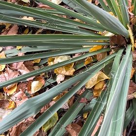 Photo of the plant species Adam's Needle by @PrimoWatermelon named Wall-E on Greg, the plant care app