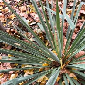 Photo of the plant species Adam's Needle by @PrimoWatermelon named Diana on Greg, the plant care app