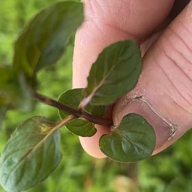 Photo of the plant species Peppermint by @PrimoWatermelon named Madonna on Greg, the plant care app