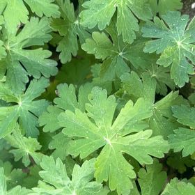 Photo of the plant species Bigroot Geranium by @PrimoWatermelon named Elina on Greg, the plant care app