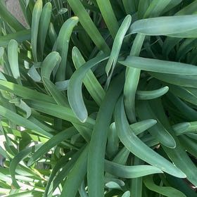 Photo of the plant species Blue Lily by @PrimoWatermelon named Mando on Greg, the plant care app