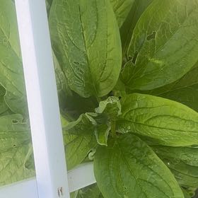 Photo of the plant species Common Hound's-Tongue by @PrimoWatermelon named Dolores on Greg, the plant care app