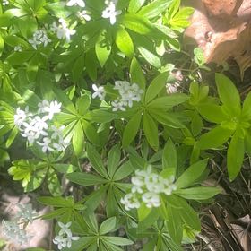 Photo of the plant species Woodruff by @PrimoWatermelon named Foxxy on Greg, the plant care app
