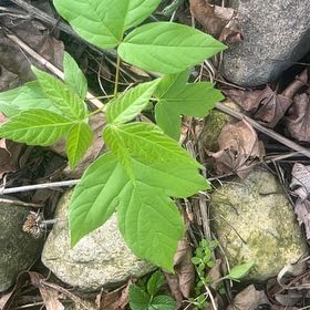 Photo of the plant species Box Elder by @PrimoWatermelon named Denali on Greg, the plant care app