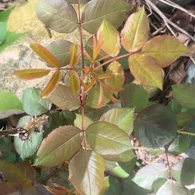 Photo of the plant species Flowering Ash by @PrimoWatermelon named Doja Cat on Greg, the plant care app